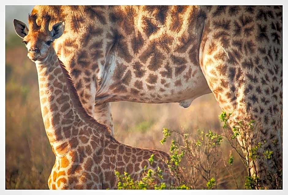 Thali Thali Game Lodge