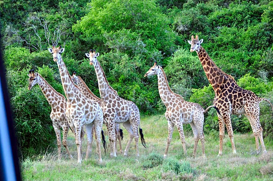 Hopewell Private Game Reserve