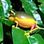Daintree Crocodylus