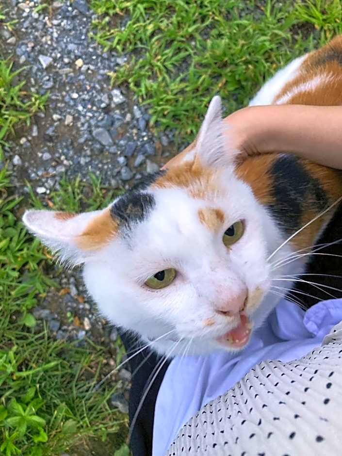 Eikokumura - Vacation STAY 36871v