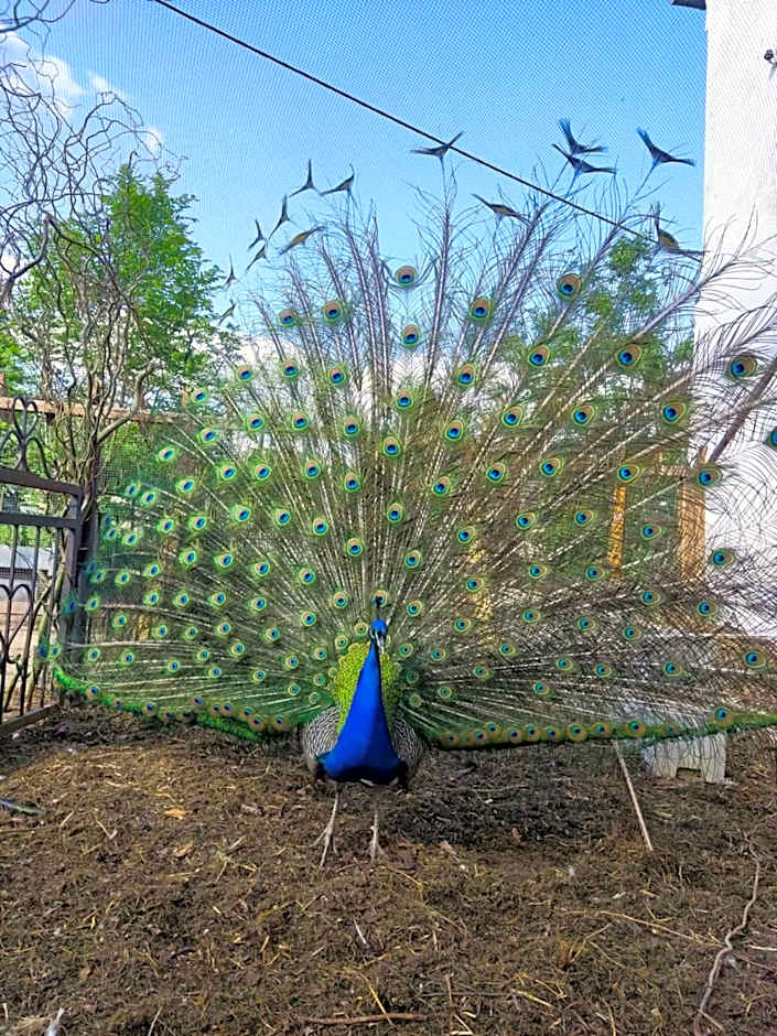 Rittergut Dröschkau