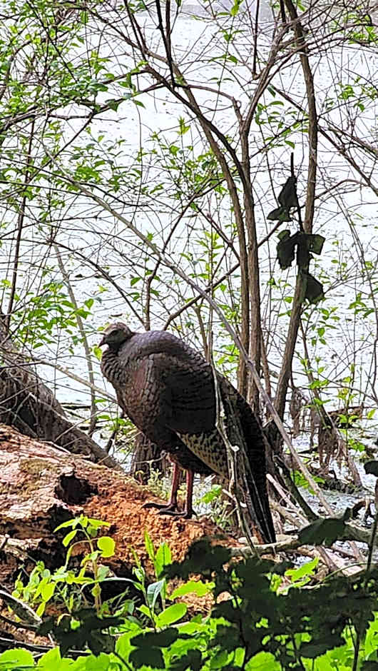 Dreamcatcher Lake House