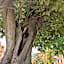 Villa Fieschi Boutique Hotel