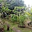 Jingga Home Penida