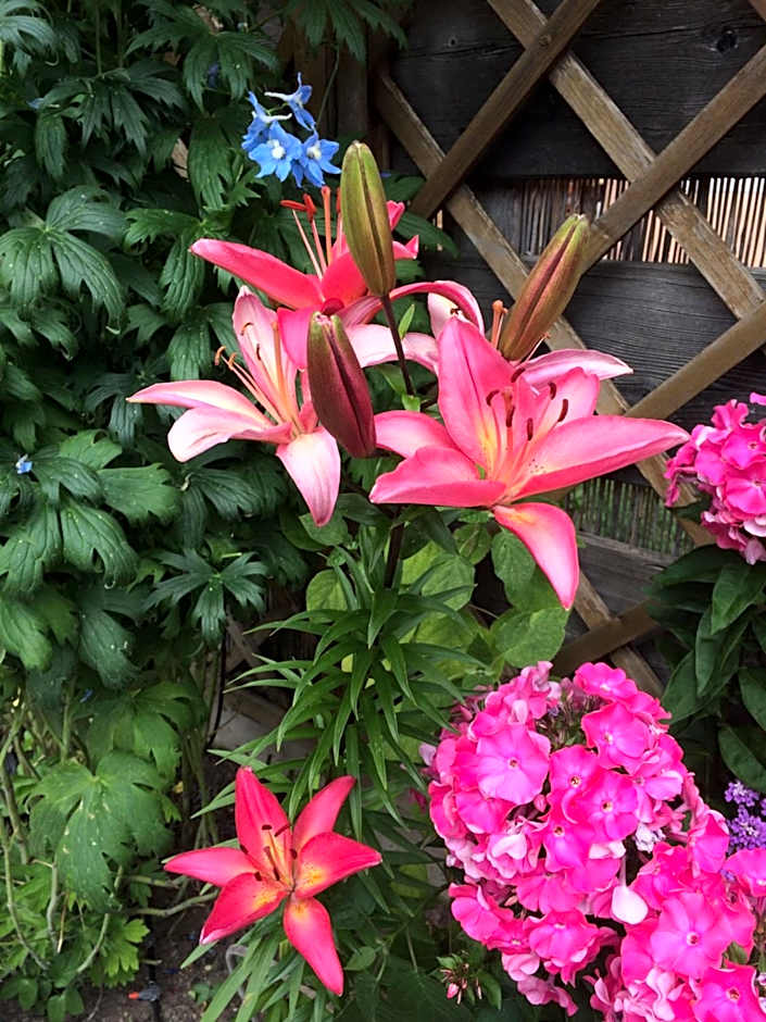 Hotel Garnì Salvanel