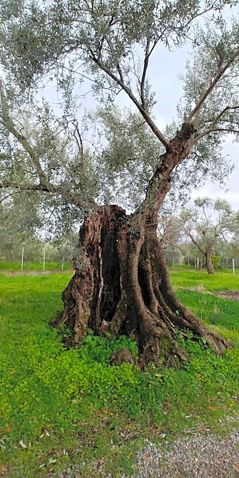 La Piana degli Ulivi