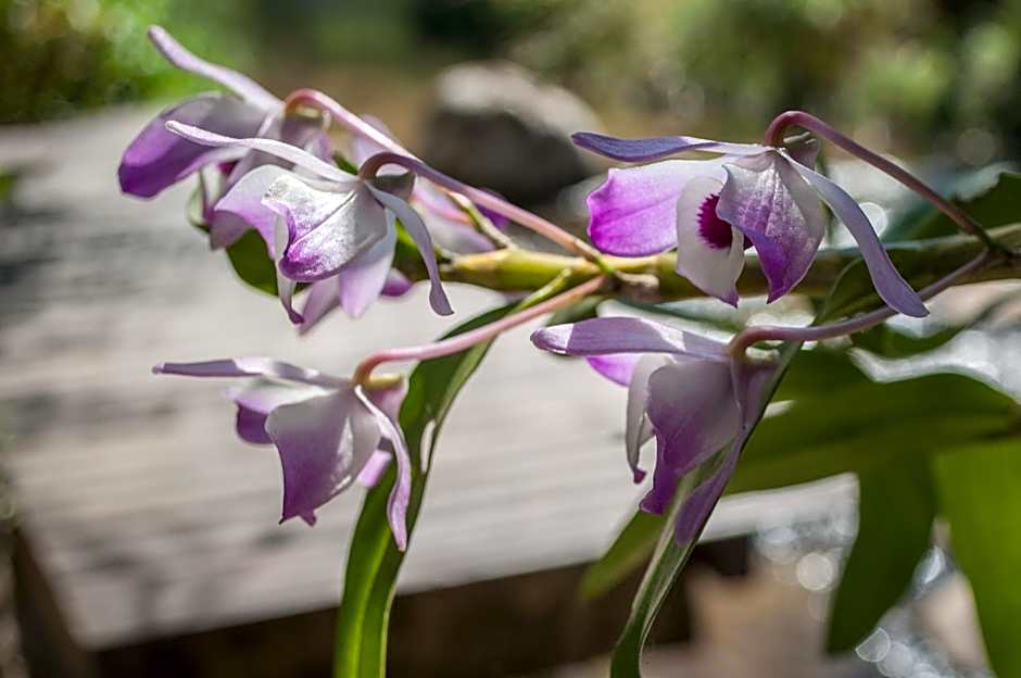 Pousada Flor do Mato