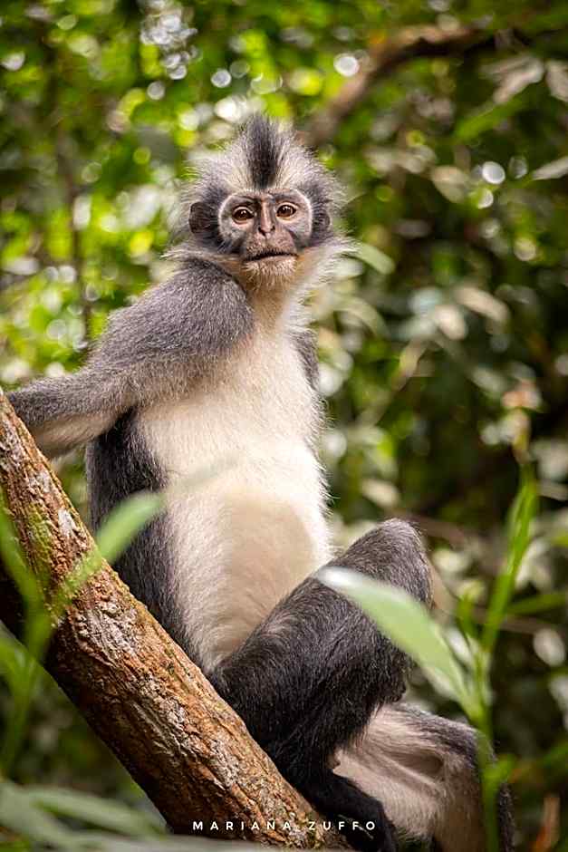 Lawang Inn Restaurant & Jungle Trek