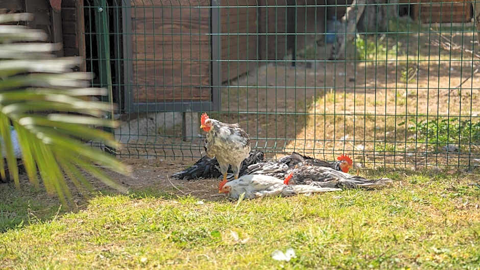 Enki Suess Alaçatı