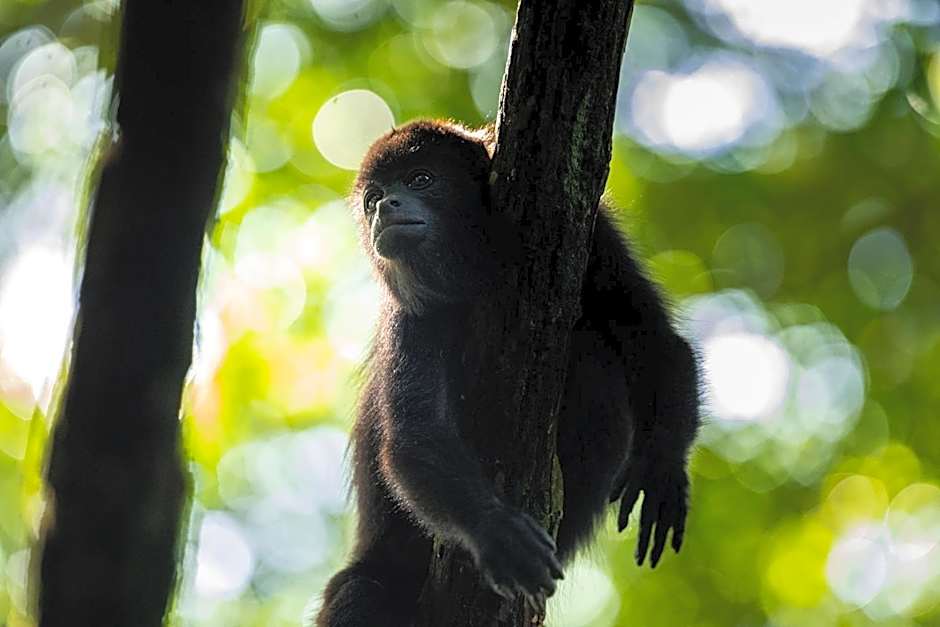 Hotel Villa Mercedes Palenque