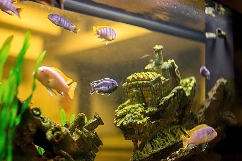 Dream - Luxury Hostel