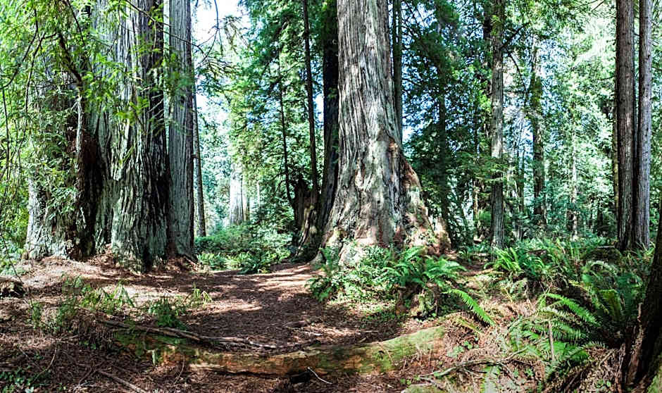 Holiday Inn Express Klamath Redwood Ntl Pk Area By IHG