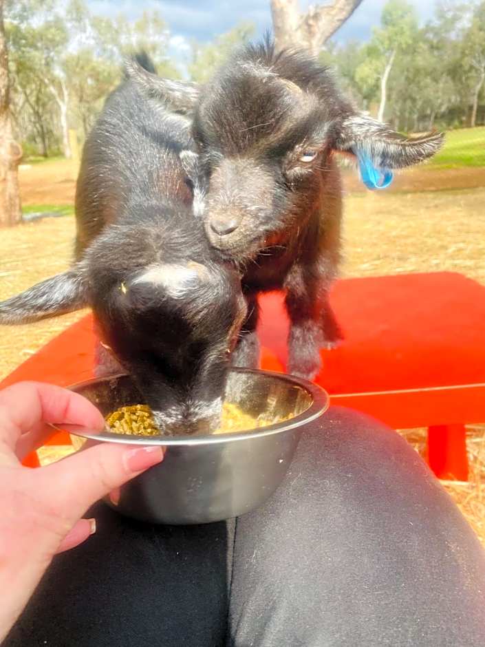 Sandalwood Downs Fabulous Farm Stay TOODYAY