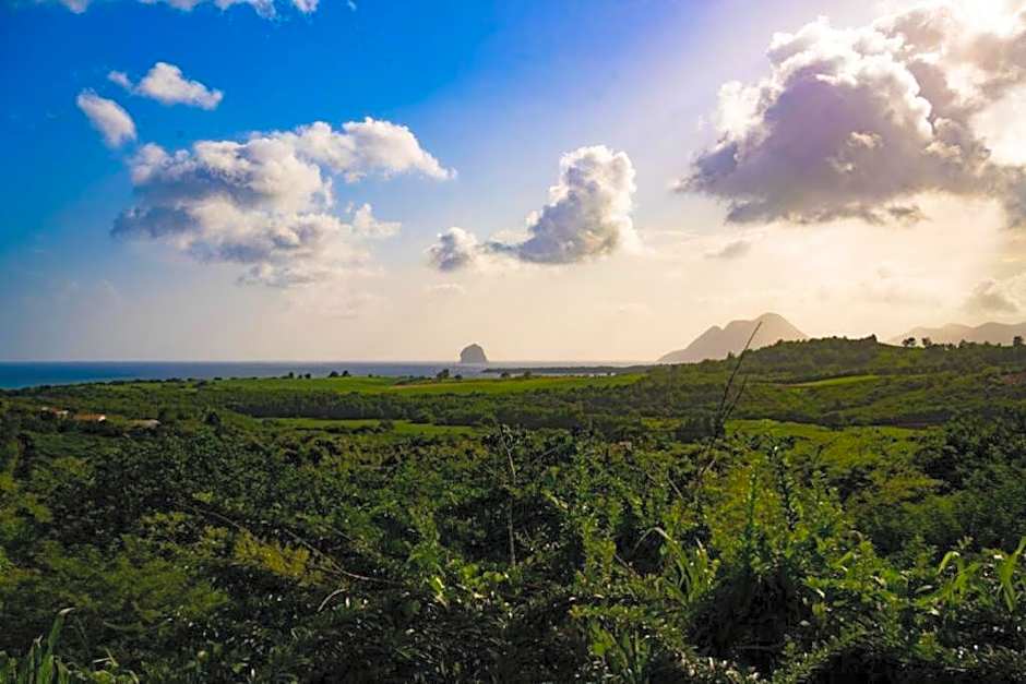 Studio : Écaille de tortue