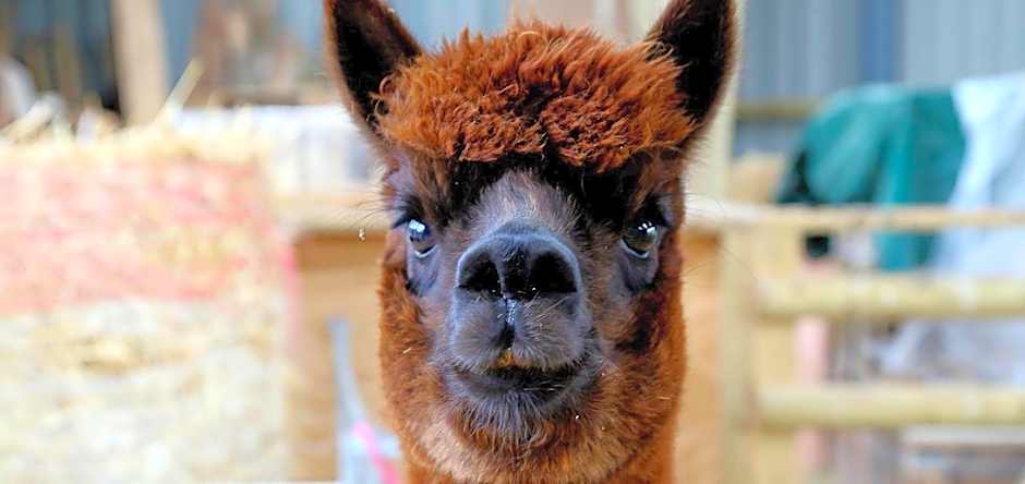 Drovers Rest Farm Stay