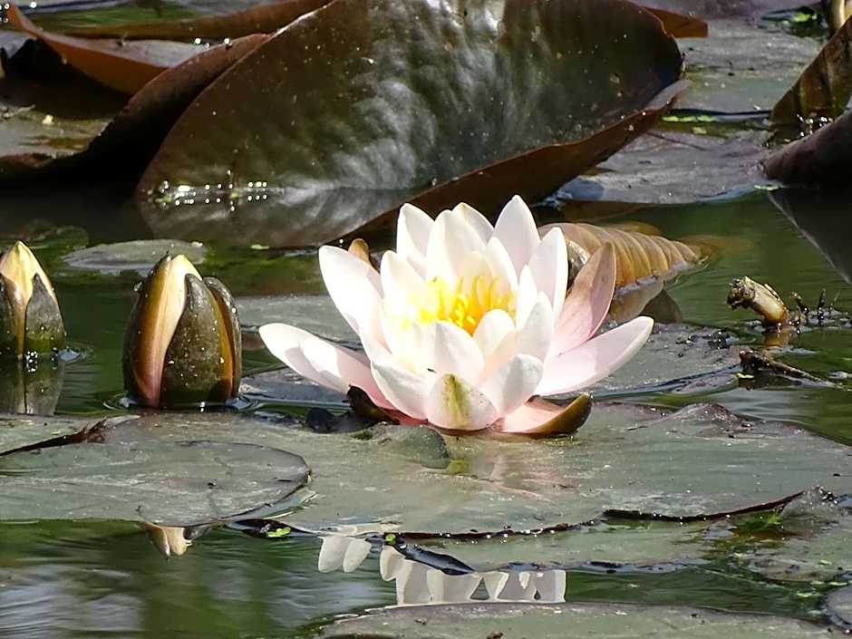 Hotel Café Restaurant "De Kroon"