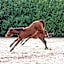 San Giacomo Horses & Agriturismo