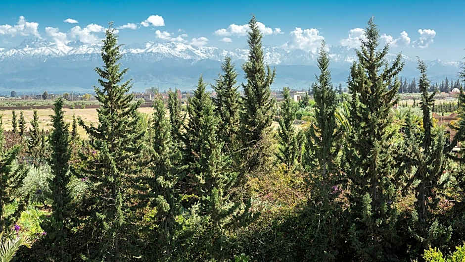 L'OLIVERAIE DE L'ATLAS