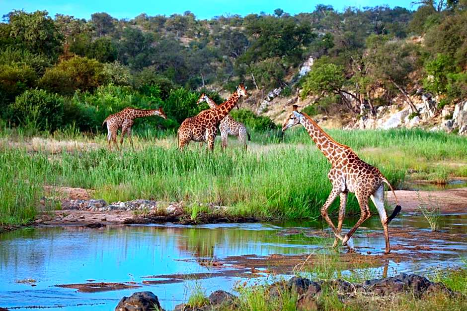 Ivory Wilderness River Rock Lodge