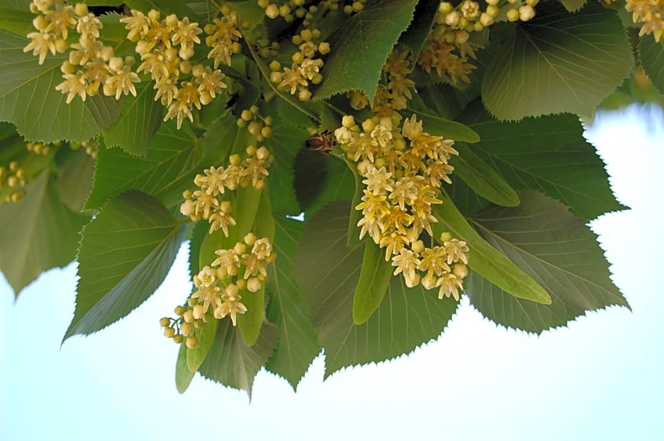 AmendoeirasHouse-SustainableLiving