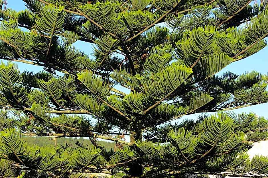 Hotel y Apartamentos Arias