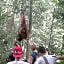 ORANGUTANTREKSUMATRA & LOVELY JUNGLE LODGE only book IF you are treking with us