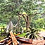 Gibaland