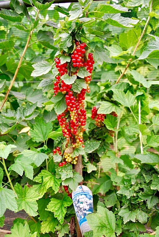 B&B dalla fattoria della Patty