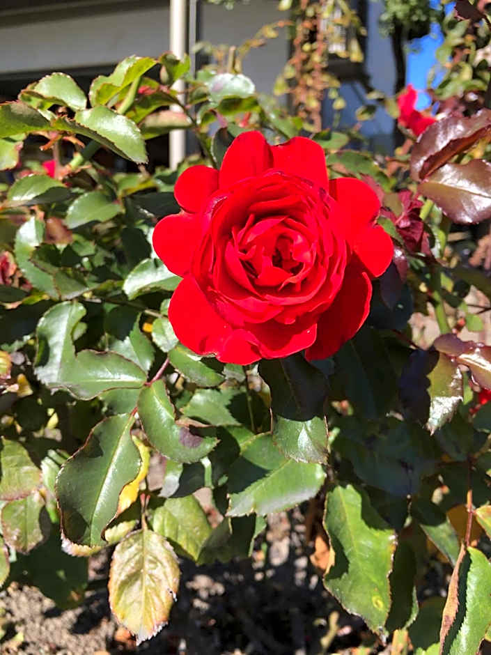 Parklands Motor Lodge