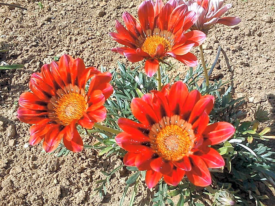 Nicolas Studios & Apartments