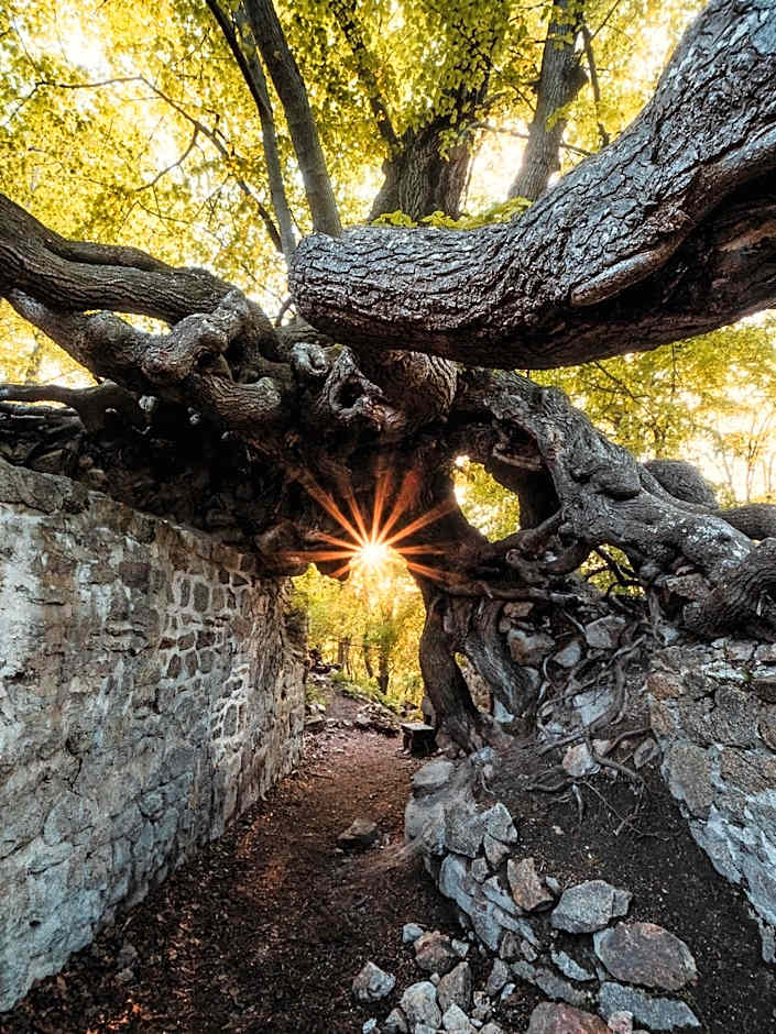 Harz Hotel Vogelberg