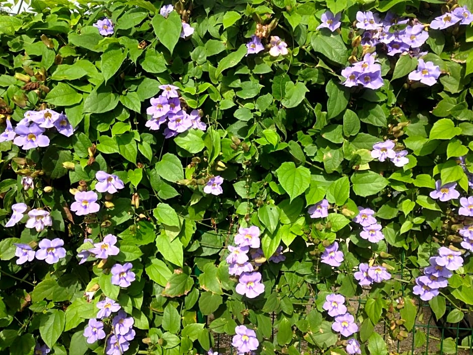 Chambre d'hôte Coeur-CoCo piscine