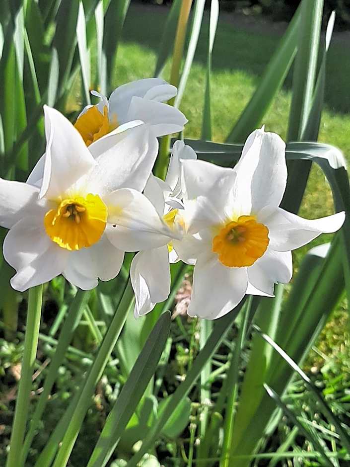 Bunratty Haven Bed & Breakfast