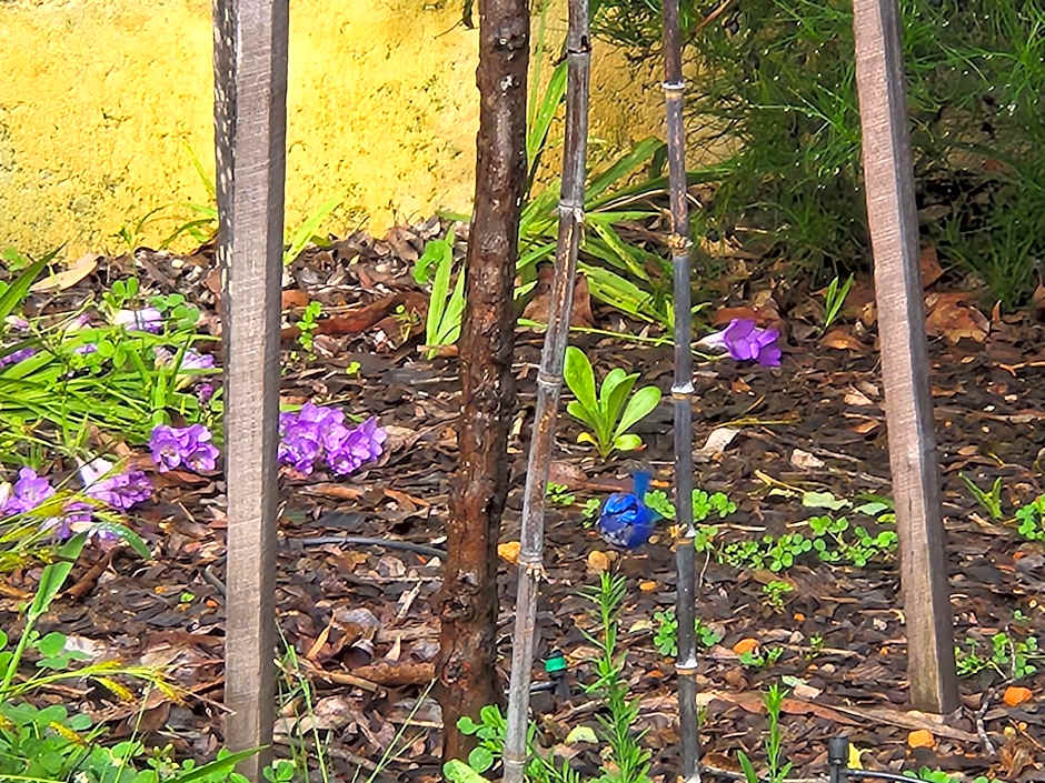 Scarlet Woods Chalets