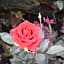 Rose Garden Inn