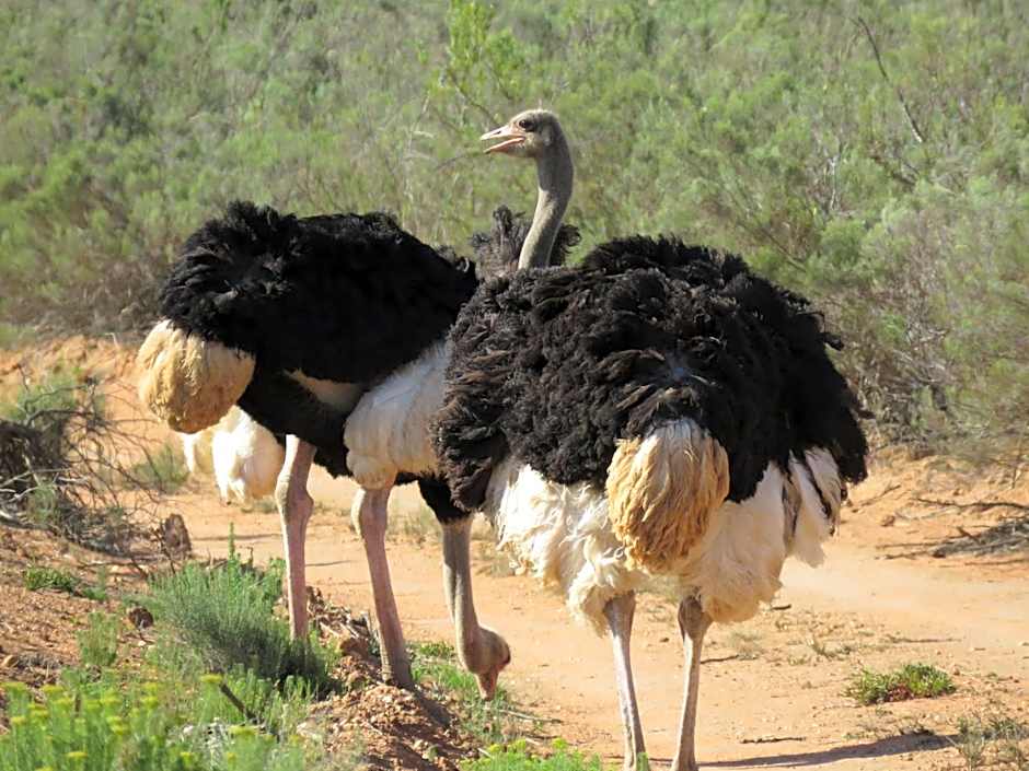 Wildehondekloof Game Lodge