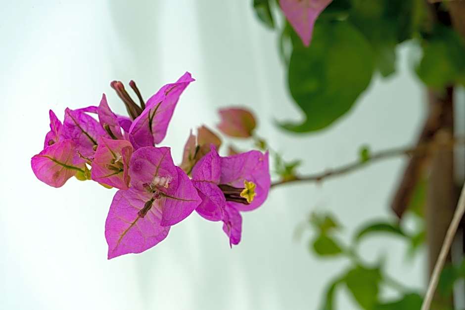 Edem Luxury Apartments