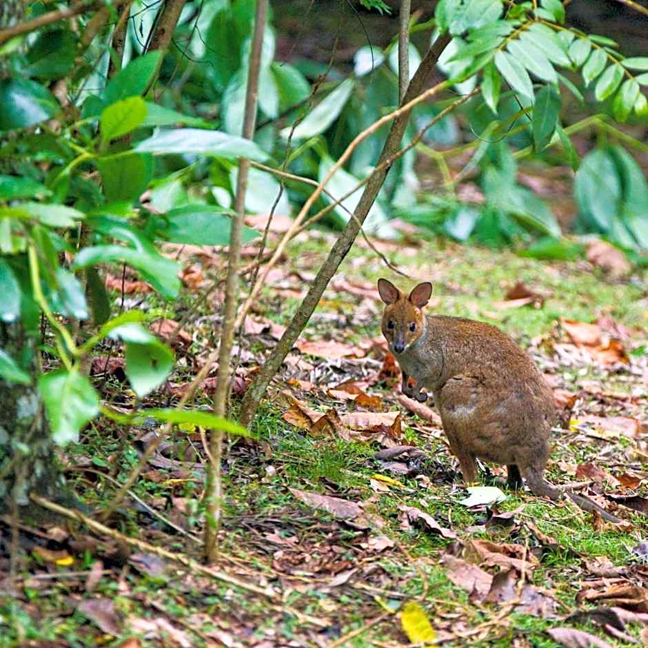 Mt Glorious Getaways