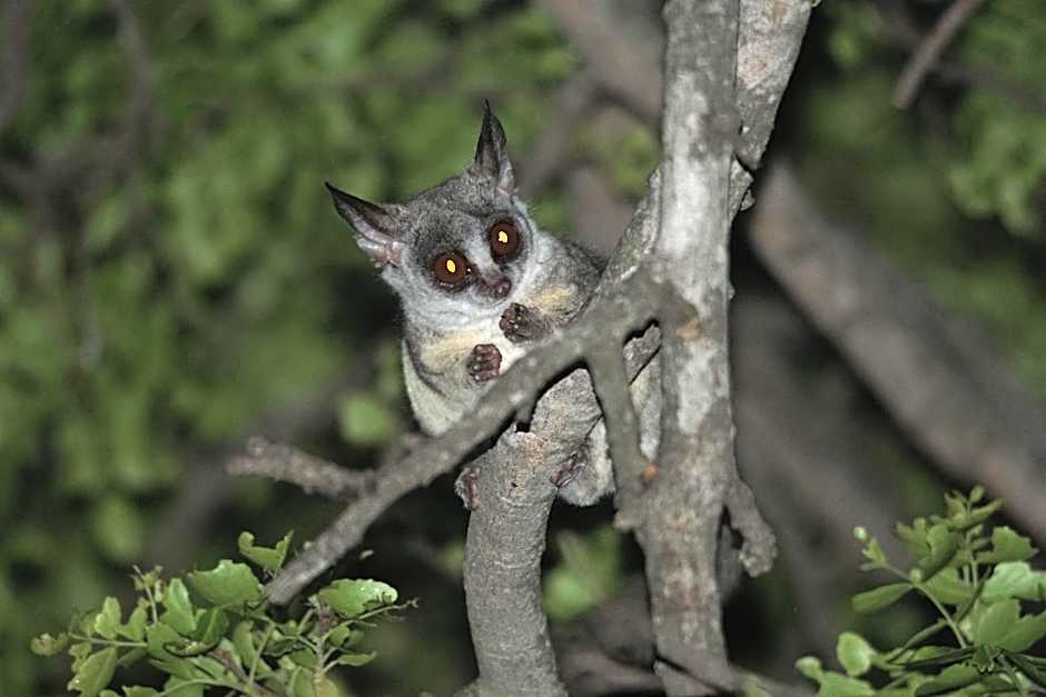 Bushbaby River Lodge