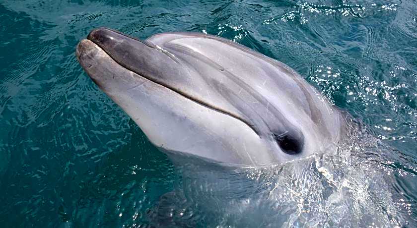 Business Hotel Kyugetsu Tsukumi