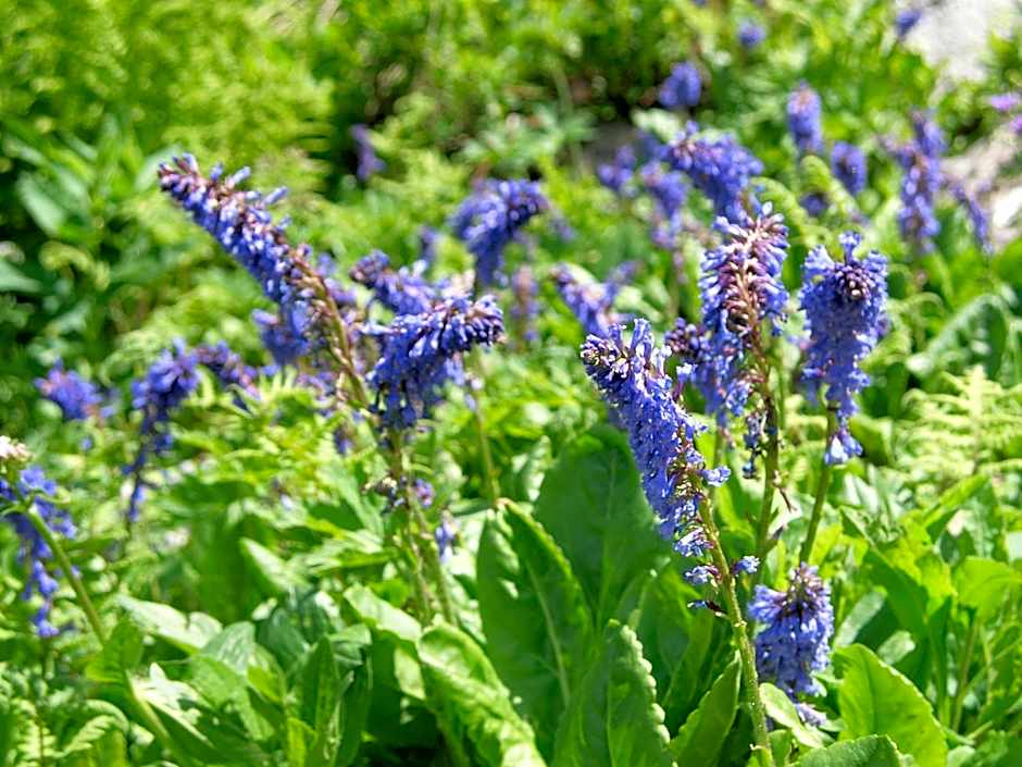 Biker Hotel Al Gallo Forcello