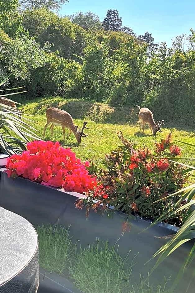 B&B het duinhuisje met jacuzzi, gratis parkeren, 2 fietsen te leen, airco