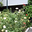 Rose Garden Inn