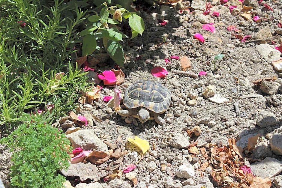 Al Qatta Bed & Breakfast