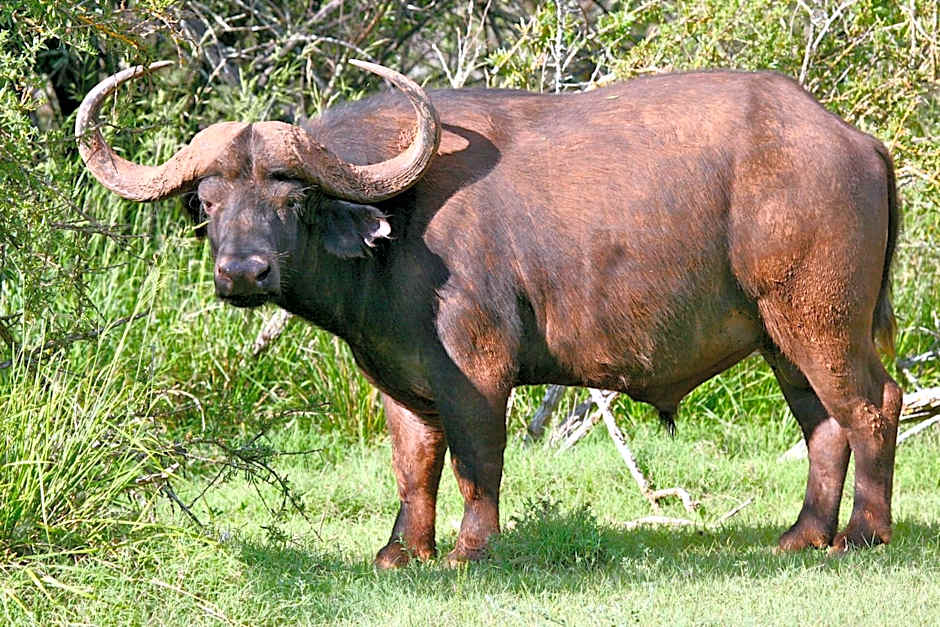 Mount Camdeboo Private Game Reserve by NEWMARK