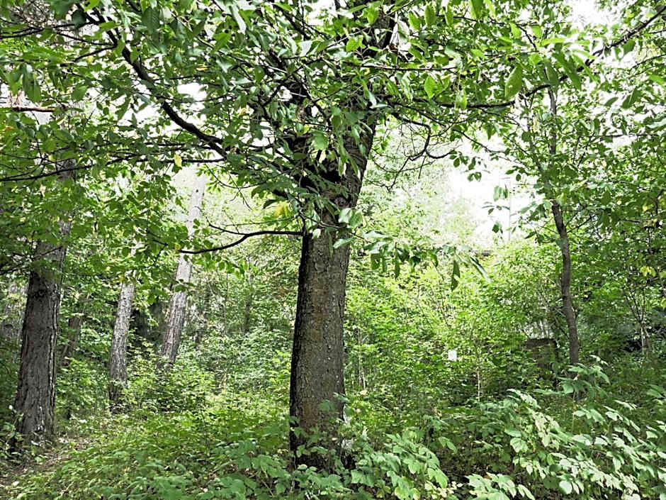 Hotel Hurtmuehle Kronblick