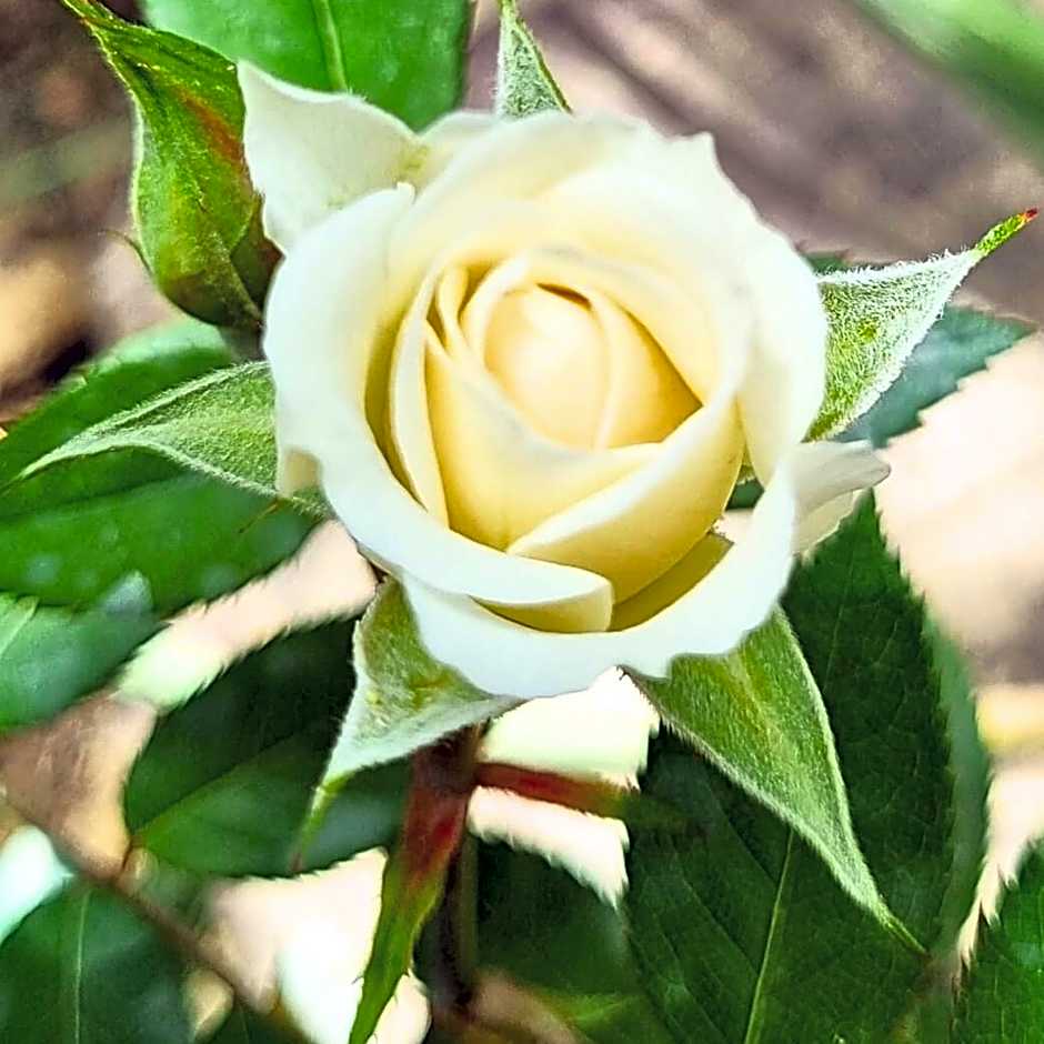 Infinity Wellness Boutique Hotel