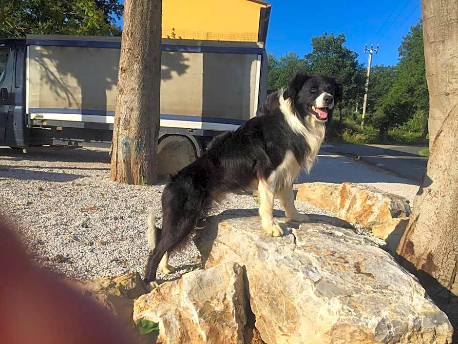 On Holiday Between Sky And Sea geco Di Campiglia pet friendly big garden