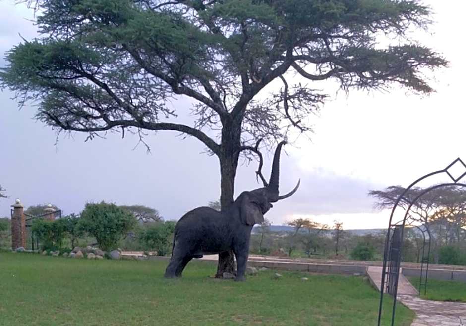Seronera Wildlife Lodge