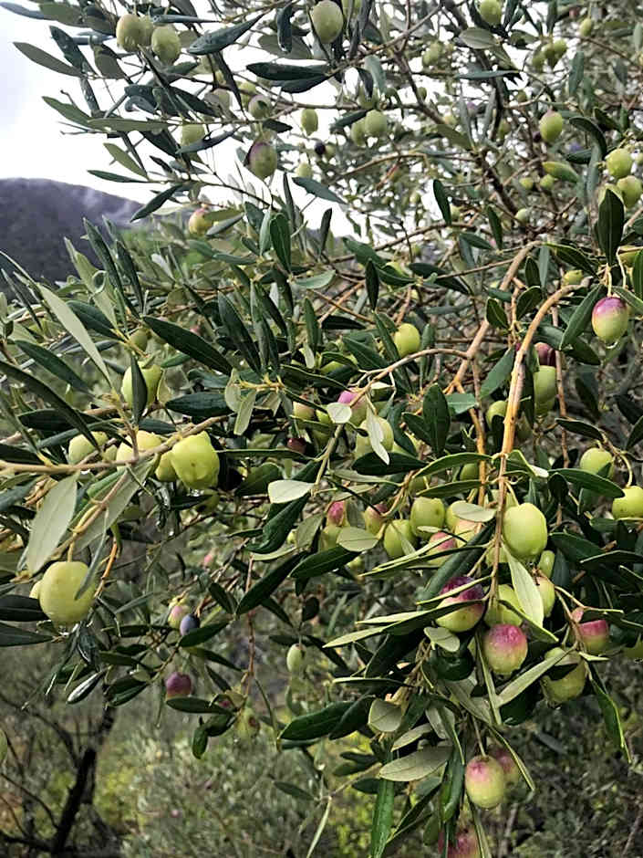 Le Ciappe Castelbianco Terra CITR 9020-BEB-0003